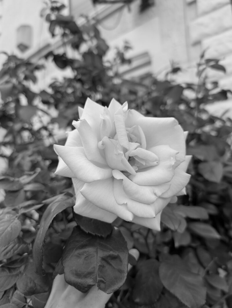 rosa-chinensis.jpg
